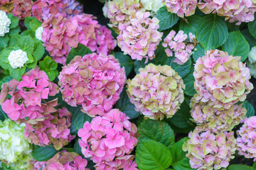 Hydrangea macrophylla bright pink flower head closeup. Hortensia pink flower. French hydrangea blooming plant.