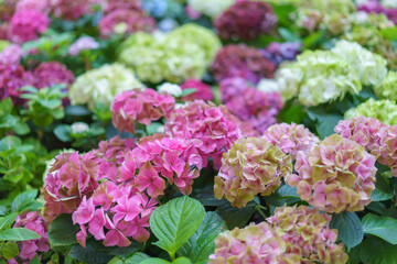 Hydrangea macrophylla bright pink flower head closeup. Hortensia pink flower. French hydrangea blooming plant.