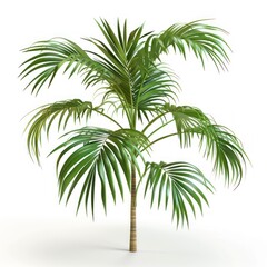 Tropical Palm Tree on White Background.