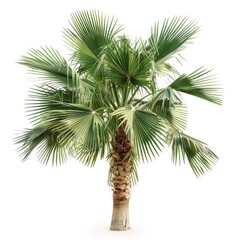 Palm tree with green leaves and brown trunk isolated on white background.