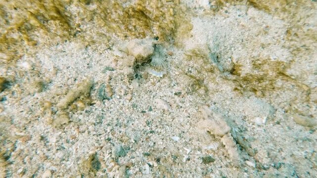 Scuba diving, snorkeling with two seamoths, Pegasidae swimming in shallow water in coral reef in the Red Sea in egypt, no people