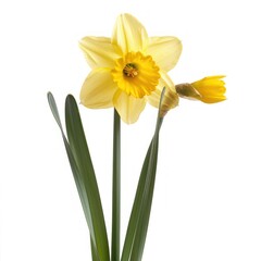 Single yellow daffodil flower with green leaves.