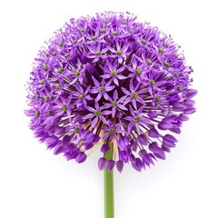 Purple Allium Flower Isolated on White Background.