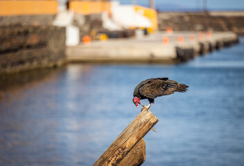 Vulture sitting on a post by the sea eating some fish parts