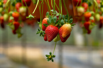Red strawberry hanging closeup shots