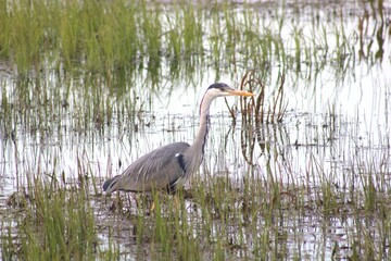 Heron eating eel at leighton moss nature reserve cloudy day