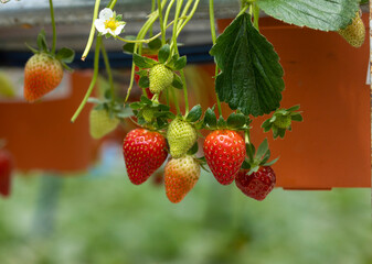 Strawberry growing in potted. strawberry plant in flower pot hanging on farm.