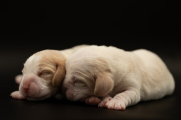 Newborn puppies, newborn beagle puppies, newborn puppies studio photoset, adorable newborn puppies