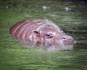 hippopotamus in river