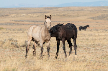 Pair of Young Wild Horses Sparring in the Wyoming Desert