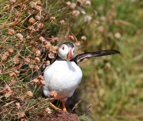posing wings out vibrant colours cliff top rocks trio of puffins at bullers of buchan, peterhead