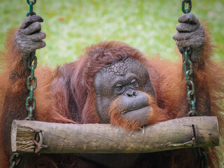 Orangutan orangutans pongo pygmaeus 