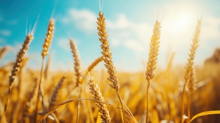 Fototapeta premium Golden Wheat Field Under a Blue Sky