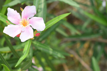Nerium oleander in bloom, Pink siplicity bunch of flowers and green leaves on branches, Nerium Oleander shrub Pink flowers, ornamental shrub branches in daylight, bunch of flowers closeup