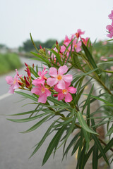 Nerium oleander in bloom, Pink siplicity bunch of flowers and green leaves on branches, Nerium...