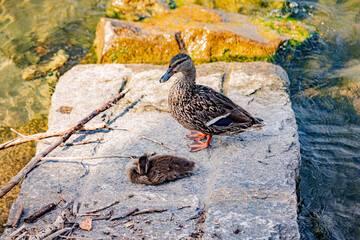 Lugano lake in north Italy and italian switherland in lombardia