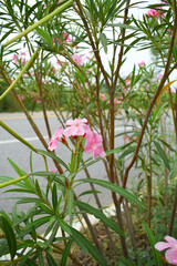 Nerium oleander in bloom, Pink siplicity bunch of flowers and green leaves on branches, Nerium...