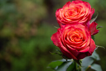 グラデーションカラーのバラ