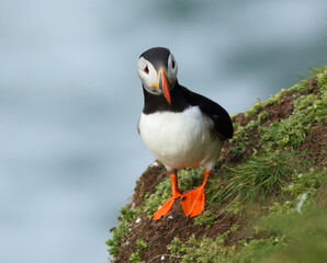 Vibrant colours coastal cliffs greenery beautiful wildlife Puffin