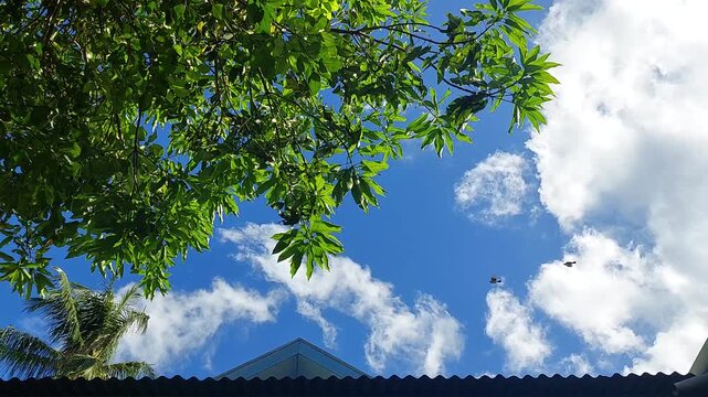 Natural Landscape of Indonesia. Green trees in forest. Day time photo