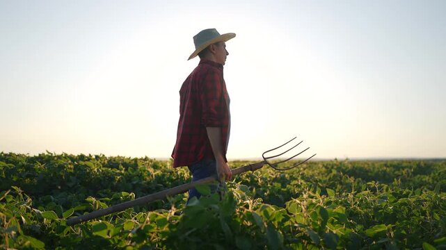 Silhouette of a male farmer walking through soybean fields. Walks soybean work concept. Farmer working with pitchforks. lifestyle Farmer working with pitchfork and walking through soybeans.