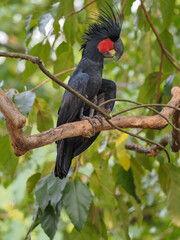red winged blackbird