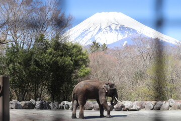 富士山と象