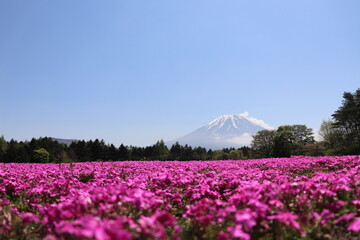 富士山と芝桜