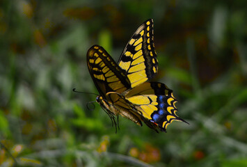 Machaon