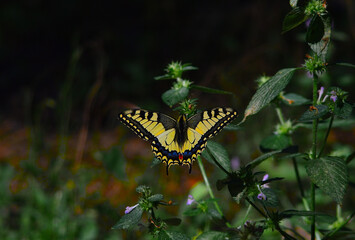 Machaon