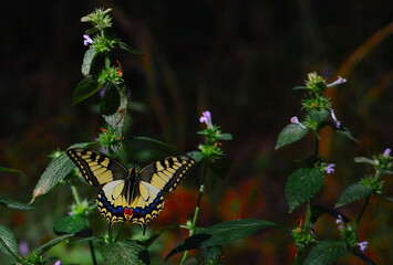 Machaon