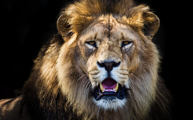 Naklejka premium Male lion , dark yawning close-up with mouth open angry eyes; severe look of a predator