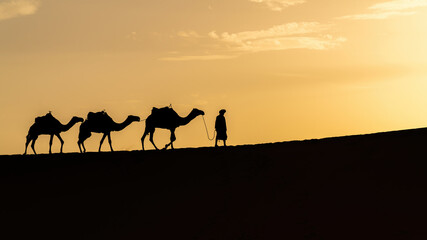 Silhouette of unidentified Berber man with his camel caravan on sand dunes during sunset in Sahara Desert, Morocco