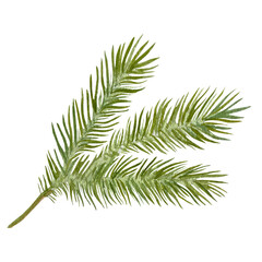 Winter plants. Spruce branch. Watercolor illustration of spruce branch. Conifer branch. Painted branch with needles. 
