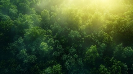 Obraz premium Sunlight filtering through dense green forest canopy.