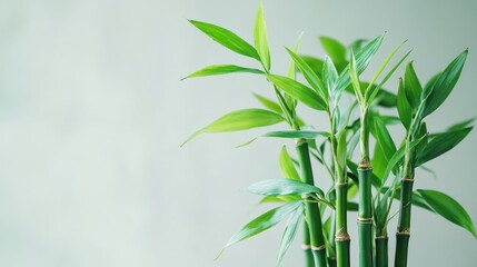 Obraz premium Green bamboo with leaves on light background