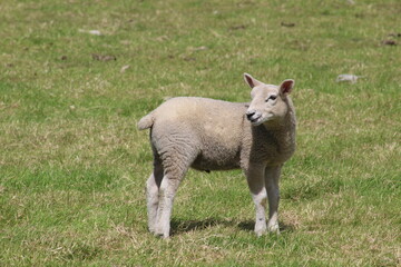 A Lamb standing in a field looking around in Yorkshire UK on a summers day in June
