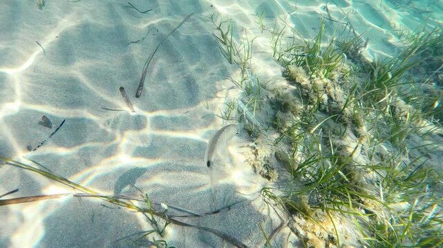 Ringed bream moving in slow motion underwater