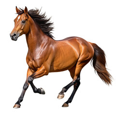 Obraz premium running brown horse isolated on transparent background cutout