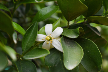 White little flower on orange tree, Blossoming orange tree flowers, closeup of Orange tree branches with white flowers, buds and leaves, Chakwal, Punjab, Pakistan