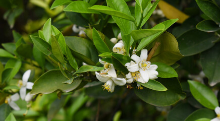 White little flower on orange tree, Blossoming orange tree flowers, closeup of Orange tree branches with white flowers, buds and leaves, Chakwal, Punjab, Pakistan