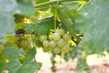 Close up of grapes hanging on Vine, Hanging grapes. Grape farming. Grapes farm. Tasty green grape...