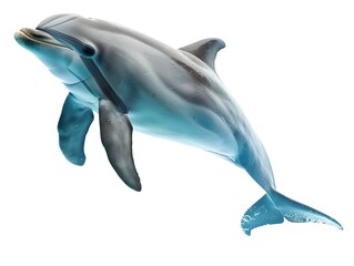 Dolphin swimming gracefully in clear water during daylight