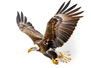 Bald eagle soaring gracefully with outstretched wings against a clear background