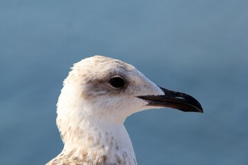 Larus argentatus seagull on the seashore in the port of Varna