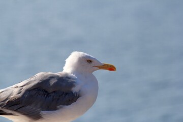 Larus argentatus seagull on the seashore in the port of Varna