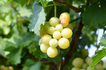 Close up of grapes hanging on Vine, Hanging grapes. Grape farming. Grapes farm. Tasty green grape bunches hanging on branch. Grapes With Selective Focus on the subject, Chakwal, Punjab, Pakistan