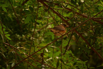 Pajaro en el bosque