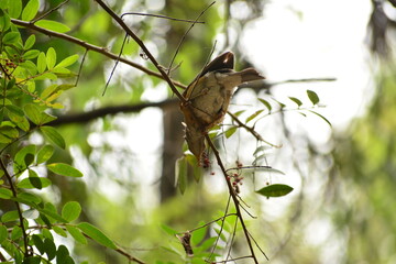 Pájaro silvestre alimentándose 