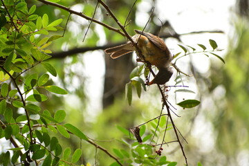 Pajaro en el bosque